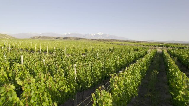 Vi&ntilde;edo, vi&ntilde;a, plantaci&oacute;n, agricultura con la cordillera de los andes nevada de fondo. Plano de dron, panor&aacute;mica. Provincia de Mendoza, Argentina. 