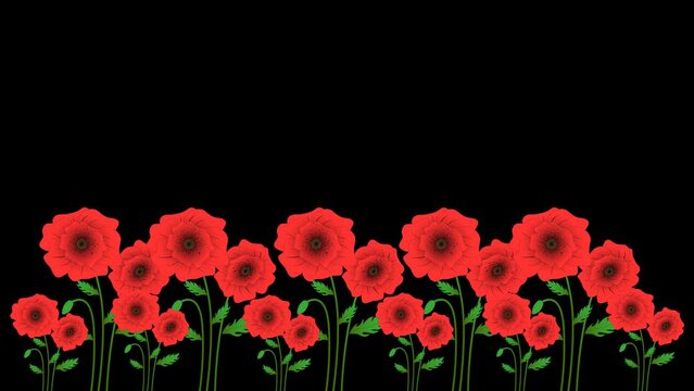 Video illustration of a bright poppy flowers.. Animated remembrance day symbol. Lest we forget lettering text. Suitable for anzac day celebration. alpha channel