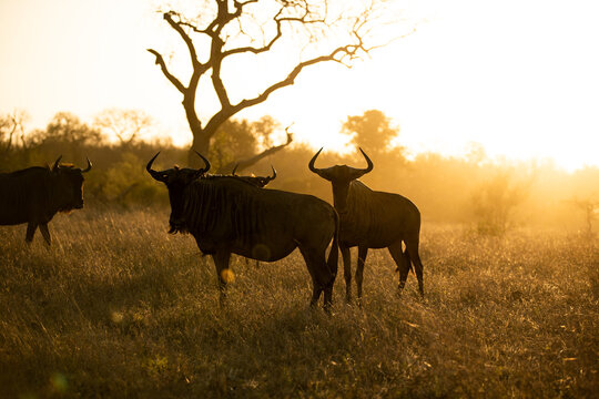 Wildebeest, Connochaetes, standing in golden light. 
