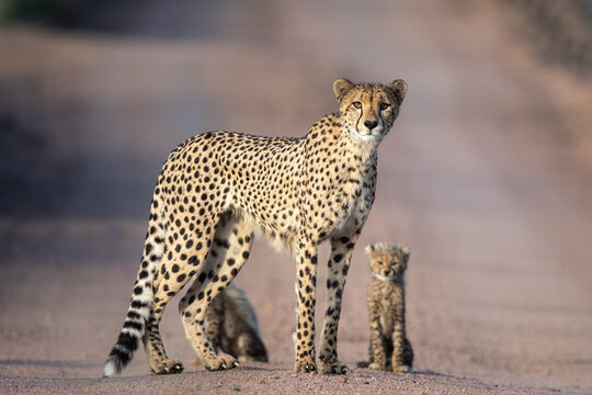 A cheetah and cub, Acinonyx jubatus, stand together, direct gaze. 
