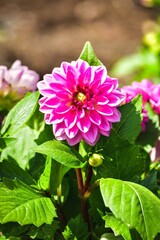 Pink flower on a green blurred background. Blooming dahlia flower in the garden. Photo with a shallow depth of field.