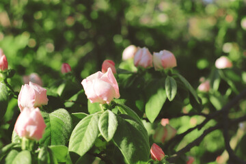 Flores de un manzano