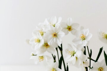 Fototapeta na wymiar White Flowers on a White Background