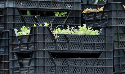 Small plants in a black crate