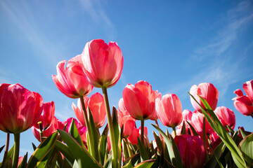 Photographic documentation of a tulip flower cultivation