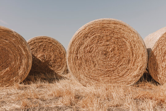 Stacked wrapped round hay bales in a field after harvest.