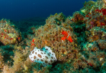 Sea slug in its environment surrounded by algae and sponges