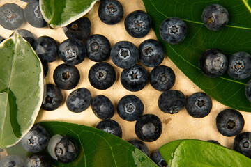 Tree leaves and blueberries