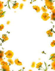 Floral frame overlay of  yellow flowers, isolated  - 589086579
