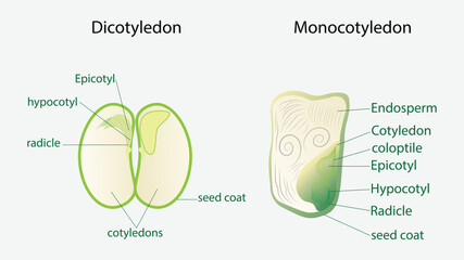 illustration of biology, seed plant, Corn Seed Structure Monocot, Bean Seed Structure Dicot, structure monocot and dicot plant seeds in a cut sections, Agricultural biology soil and ecology