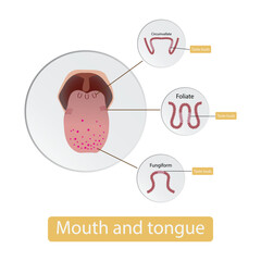 illustration of biology, Mouth and tongue, Taste buds are cells on your tongue that allow you to perceive tastes, including sweet, salty, sour, bitter and umami, Types of Taste receptors