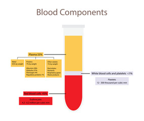 illustration of biology and medical, Blood components medical, Hematocrit Blood analysis conducted in the glass test tube using centrifugation, glass tube with centrifuged blood - obrazy, fototapety, plakaty