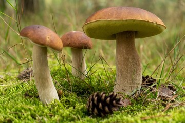Piękne grzyby prawdziwki w leśnej scenerii lasu jesiennego