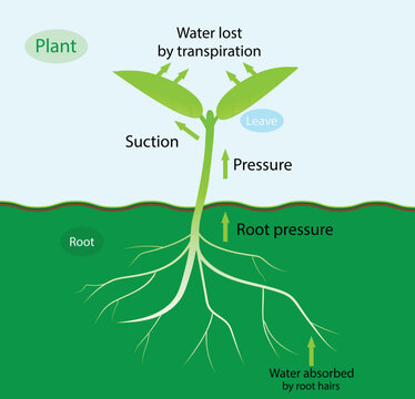 illustration of biology, water lost by transpiration, Transpiration stages in plants. Roots absorb water from the soil, travels from root to up leaves, evaporates on the surface of the leaves
