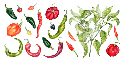 Set of various hot peppers and bush watercolor illustration isolated on white.