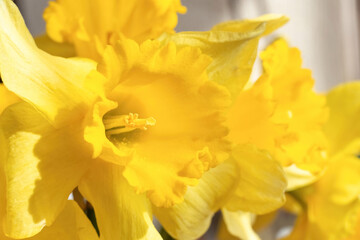 Fototapeta premium Bouquet of yellow bright daffodils flowers, Easter bells close up, macro. Blooming spring flowers. Mockup, template for holiday, birthday, mother's day.
