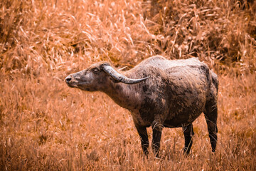 close-up of Asian water buffalo standing on grassy field
