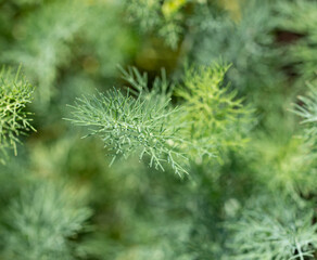 fresh dill as a background