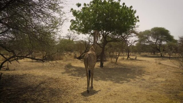 Drive around a walking giraffe in Bandia Reserve, Senegal