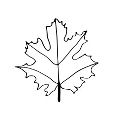 Maple leaf on isolated white background in doodle style.