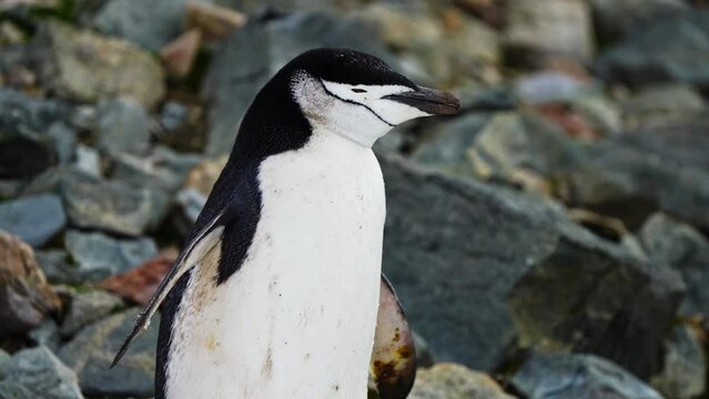 Closeup Of Chinstrap Penguin Standing On The Rocky Coast In Antarctica.