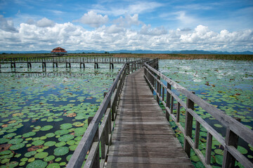 Obraz premium THAILAND PRACHUAP SAM ROI YOT LOTUS LAKE