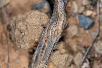imagen detalle rama seca sobre un suelo de tierra y piedras 