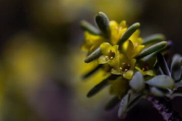 imagen detalle macro flor amarilla 