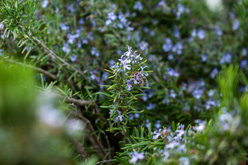 Fototapeta premium imagen detalle de unas pequeñas flores moradas en una planta verde 