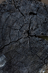 imagen detalle textura tronco cortado con grietas 