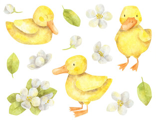 Little ducks and spring flowers. Watercolor hand-drawn set of isolated elements. Ducklings and apple tree flowers and leaves