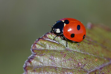 Fototapeta premium Seven-spot ladybird (Coccinella septempunctata) on a leaf
