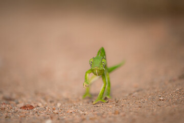 Front view of a chameleon walking, Chamaeleonidae.