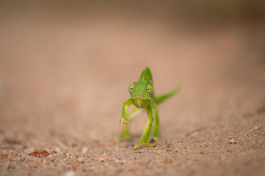 Front view of a chameleon walking, Chamaeleonidae.