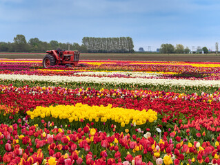 A field of multicolored blooming tulips near Amsterdam, Holland