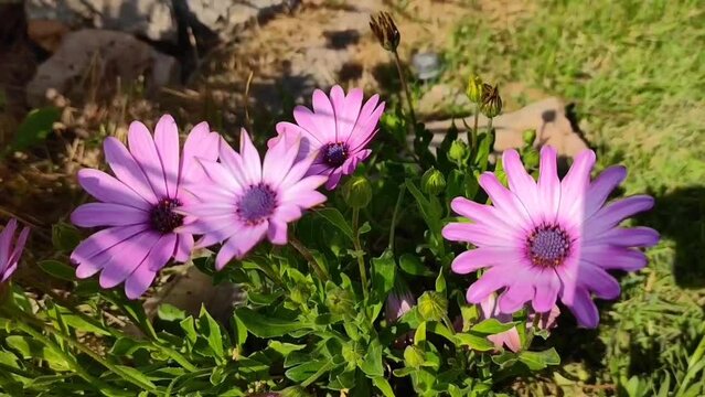 Natural flowers pink daisies pyrethrum with green leaves, in the garden