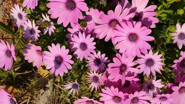 Natural flowers pink daisies pyrethrum with green leaves, in the garden