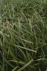 Green grass field pattern. Minimal natural background