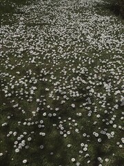 Field of chamomile daisy flowers and green grass. Aesthetic flowers background