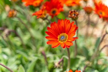 Close-up of Osteospermums or African Daisy. 