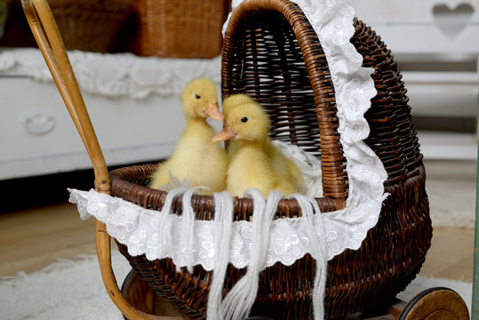 Three little yellow ducklings in a basket