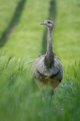 Emu auf einer Wiese