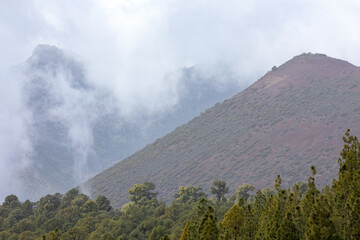 Kiefern im Nebel im Nationalpark Teide auf Teneriffa