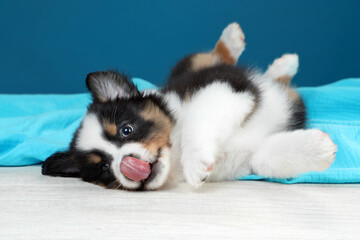 Fototapeta na wymiar Cute playful Australian Shepherd puppy lying on a blue background