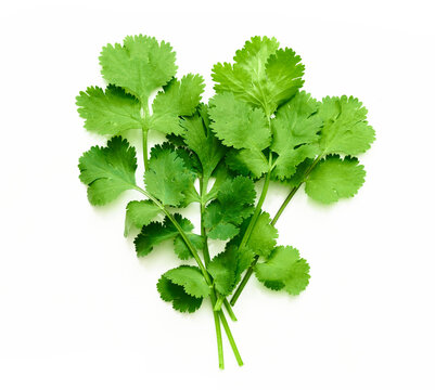 coriander or cilantro leaves isolated on white background. bunch of coriander or cilantro leaves isolated on white background. top view coriander or cilantro leaves isolated