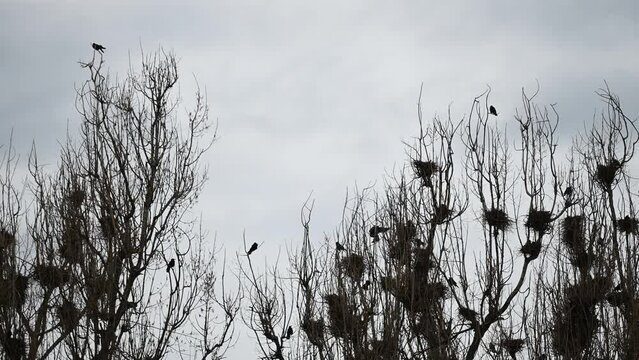 Silhouetted Crows and tree in the nature