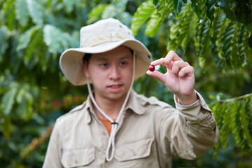 Selective focus on red ripe coffee fruit in latin man's hand. Blurred background is coffee garden in Lam Dong province, Vietnam