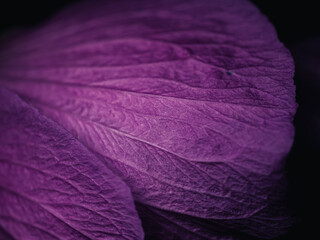 Purple flower petal