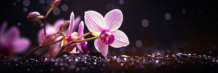 Close-up with orchid flower in a fantasy world. Creative floral composition