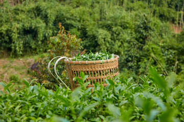A bamboo basket containing full of freshly harvested green tea buds on plantation background. Vietnamese traditional drinks. Advertising photo, copy space